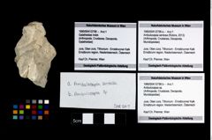Foto (Objekt + Etikett) von Ambulocapsa sentosa (Robins, 2013)  (NHMW-GEO-1990-0041-2798a)